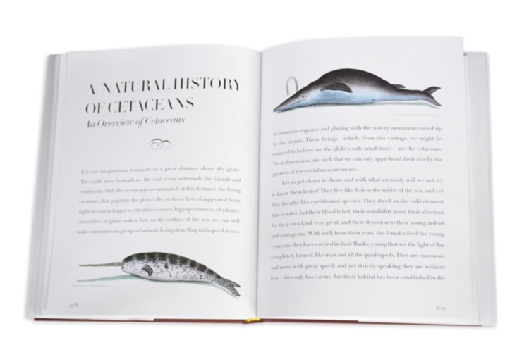 Lost Fish ASSOULINE
