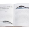 Lost Fish ASSOULINE