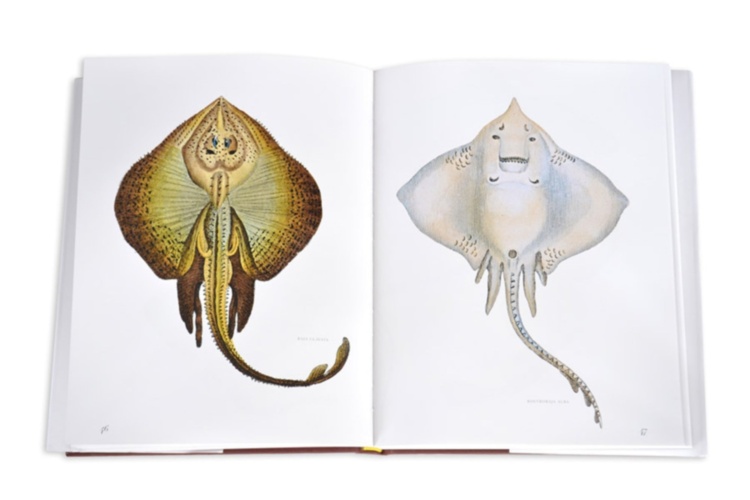 Lost Fish ASSOULINE