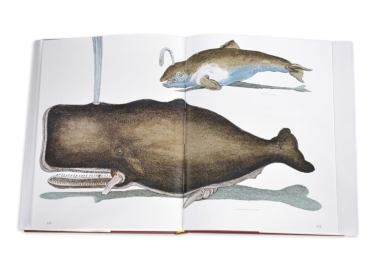 Lost Fish ASSOULINE