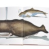 Lost Fish ASSOULINE