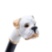 White Boxer Shoehorn Pasotti