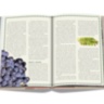 The 100 Burgundy: Exceptional Wines to Build a Dream Cellar ASSOULINE