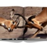 African Adventures: The Greatest Safari on Earth ASSOULINE