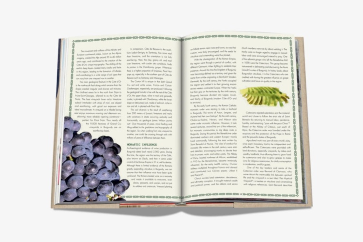 The 100 Burgundy: Exceptional Wines to Build a Dream Cellar ASSOULINE