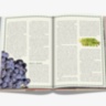 The 100 Burgundy: Exceptional Wines to Build a Dream Cellar ASSOULINE