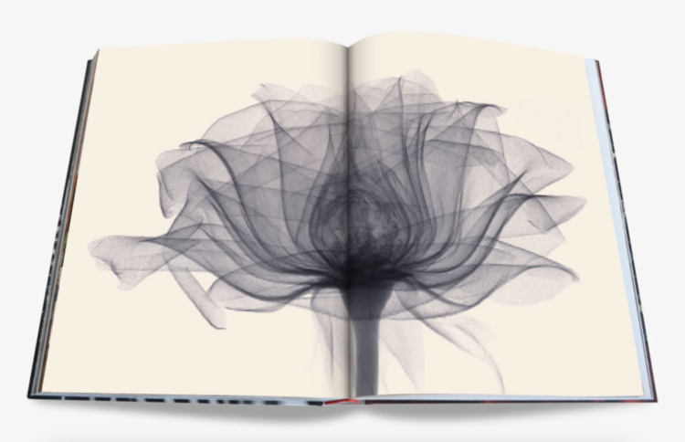The Classics Collection   Flowers: Art & Bouquets Assouline