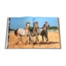Arabian Horses - The World of Animal Arabian Stud ASSOULINE