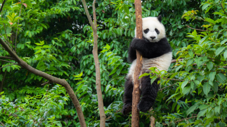 Кресло Panda Chair