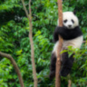 Кресло Panda Chair