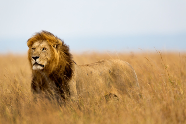 Кресло The Lion King Chair