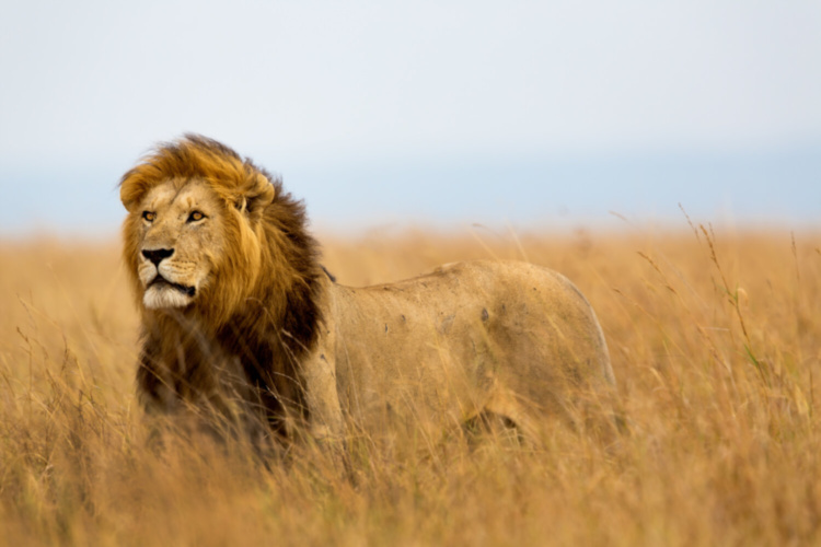 Кресло The Lion King Chair