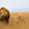 Кресло The Lion King Chair