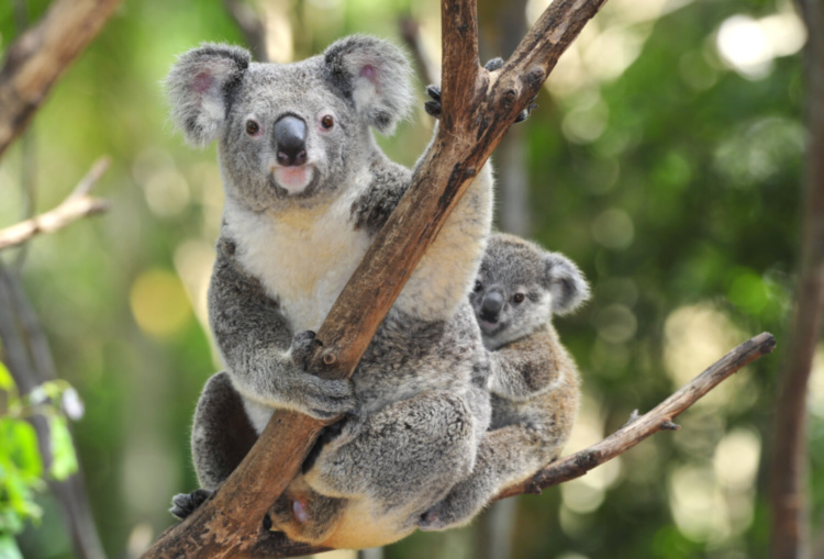 Кресло Koala Chair