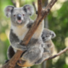 Кресло Koala Chair