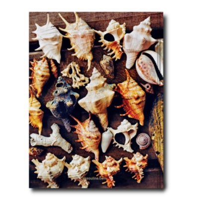 Zanzibar ASSOULINE