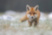 Кресло Golden Fox Chair