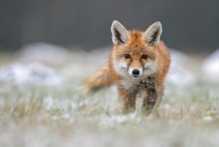Кресло Golden Fox Chair
