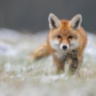 Кресло Golden Fox Chair