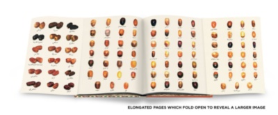 Saudi Dates: A Portrait of the Sacred Fruit ASSOULINE