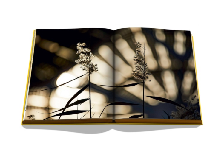 Expo 2020 Dubai: Catalog-Site, Themes, Architecture ASSOULINE