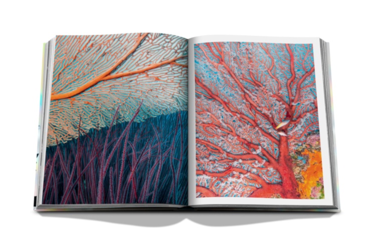 The Coral Triangle ASSOULINE