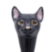 Black Cat Shoehorn Pasotti