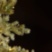Ялинка штучна PINO ARGENTATO 5000MINILED H.240 D.166 IP44 C4