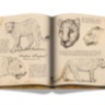 Arabian Leopard (Ultimate) ASSOULINE