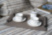 Venaria Tray(Taupe)  Pinetti