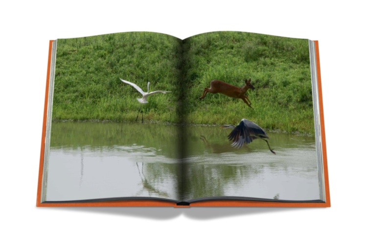 AHAE Through My Window: Selected Works II ASSOULINE