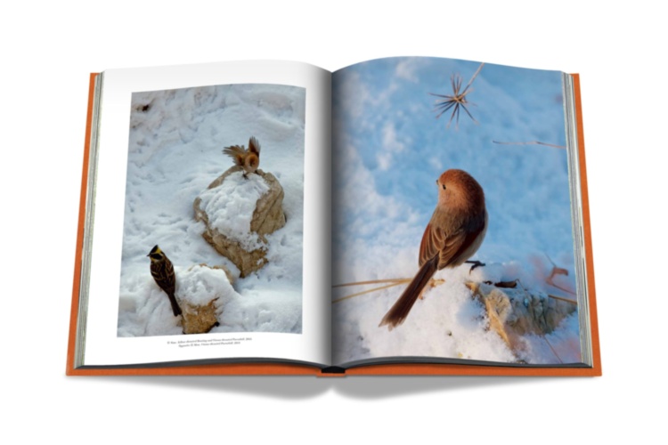 AHAE Through My Window: Selected Works II ASSOULINE